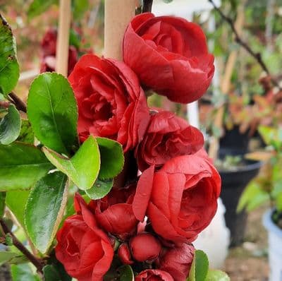 Chaenomeles speciosa Scarlet Storm 3 Litre