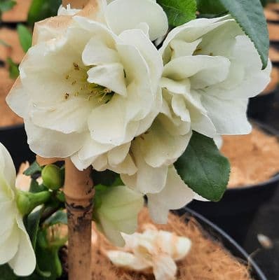 Chaenomeles speciosa Yukigoten 3 Litre