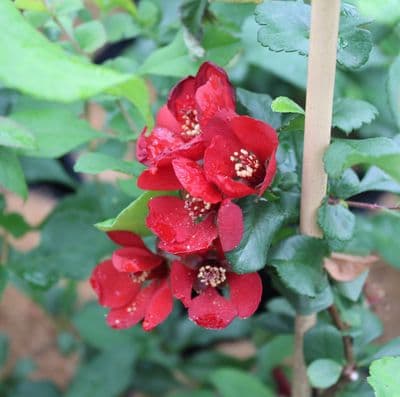 Chaenomeles × superba Red Trail 3 Litre