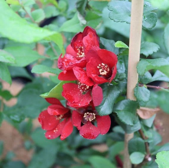 Chaenomeles × superba Red Trail 3 Litre