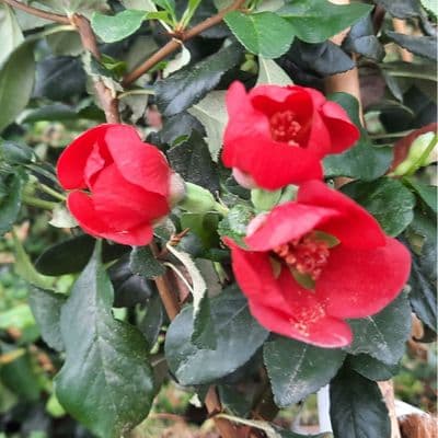 Chaenomeles x superba Crimson and Gold 3 Litre