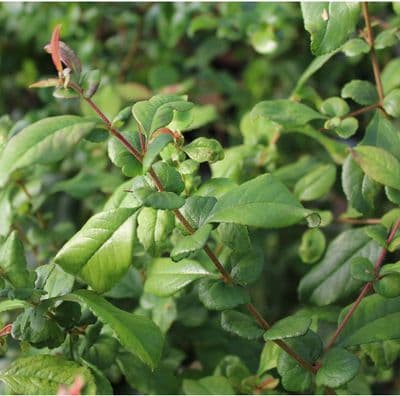 Chaenomeles x superba Orange Trail 3 Litre