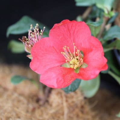 Chaenomeles x superba Pink Lady 3 Litre