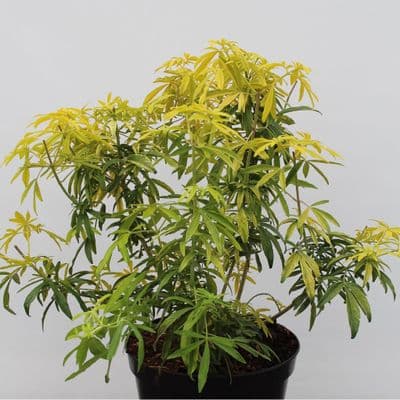 Choisya × dewitteana Goldfingers 3 Litre