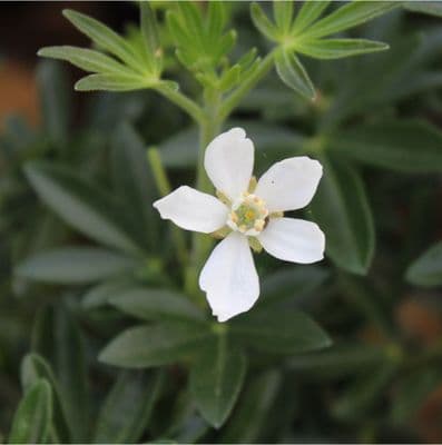 Choisya × dewitteana Greenfingers 3 Litre