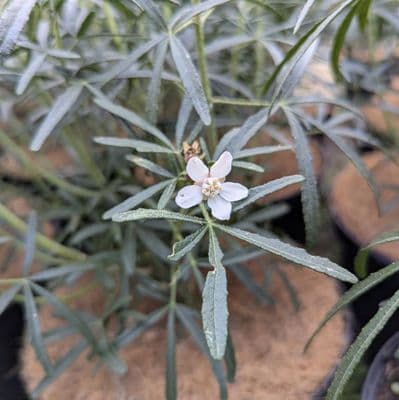 Choisya Scented Gem 3 Litre