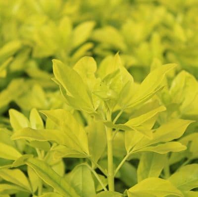 Choisya tenata Sundance 3 Litre