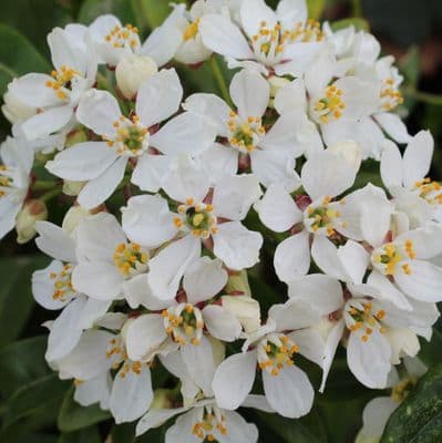 Choisya Ternata