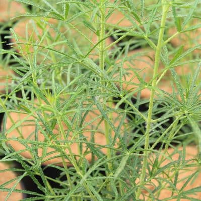 Choisya ternata Apple Blossom 3 Litre