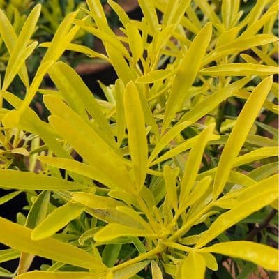 Choisya x dewitteana Aztec Gold x 3 Litre