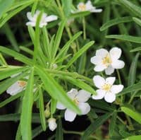 Choisya x dewitteana Aztec Pearl x 3 Litre