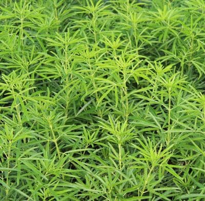 Choisya x dewitteana Aztec Pearl x 3 Litre