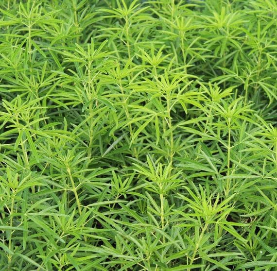 Choisya x dewitteana Aztec Pearl x 3 Litre