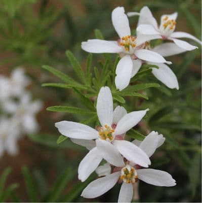 Choisya x dewitteana White Dazzler