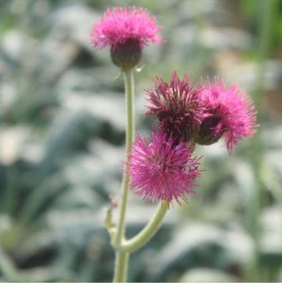 Cirsium rivulare Atropurpureum 3 Litre