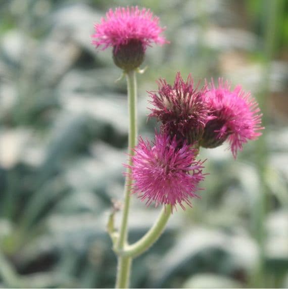 Cirsium rivulare Atropurpureum 3 Litre