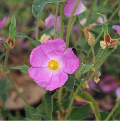 Cistus × argenteus Peggy Sammons 3 Litre
