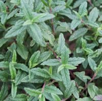 Cistus Gordon Cooper 3 Litre