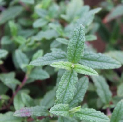 Cistus Gordon Cooper 3 Litre