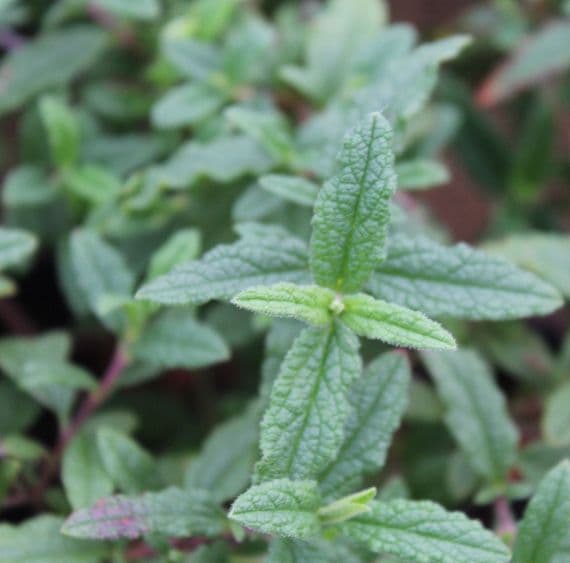 Cistus Gordon Cooper 3 Litre