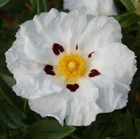 Cistus Ladanifer Pat 3 Litre