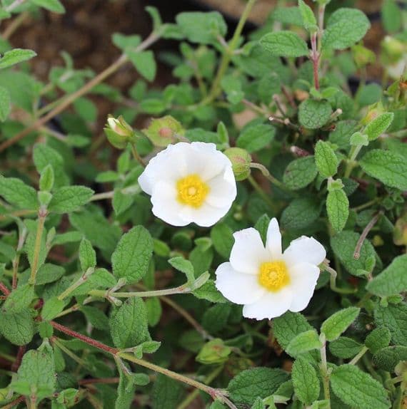 Cistus salviifolius May Snow 3 Litre