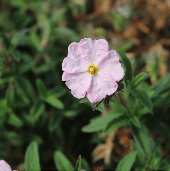 Cistus × skanbergii 3 Litre