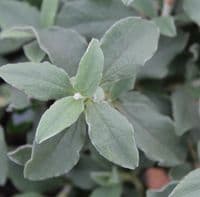 Cistus x argenteus Paper Moon 3 Litre