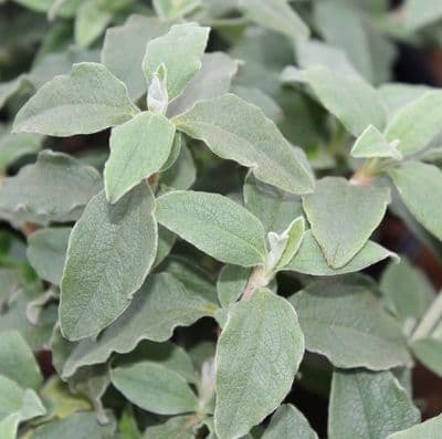 Cistus x argenteus Paper Moon 3 Litre