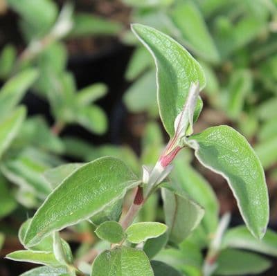 Cistus x argenteus Silver Pink 3 Litre