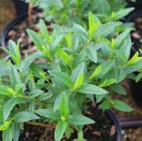 Cistus x dansereaui Decumbens 3 Litre