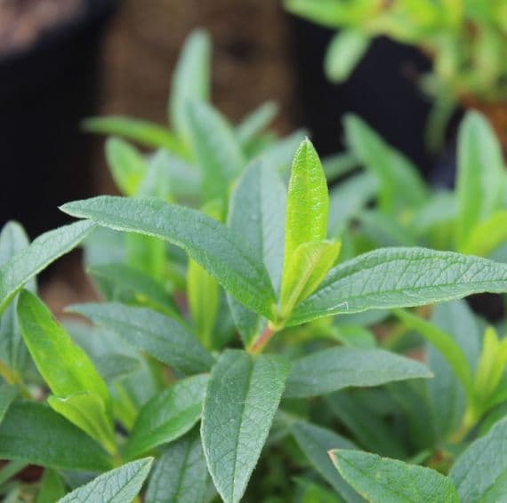 Cistus x dansereaui Decumbens 3 Litre