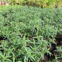 Cistus x dansereaui Jenkyn Place 3 Litre