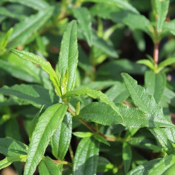 Cistus x dansereaui Jenkyn Place 3 Litre