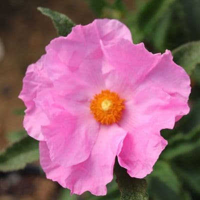 Cistus x fernandesiae Anne Palmer 3 Litre