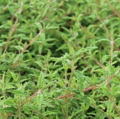 Cistus x Florentinus 3 Litre