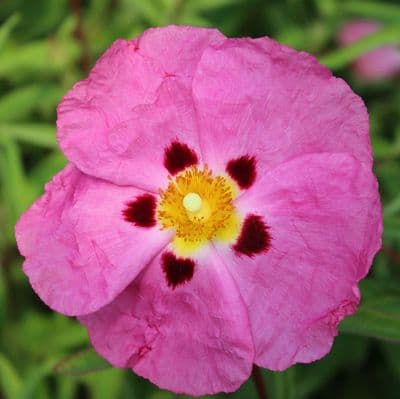 Cistus x purpureus 3 Litre