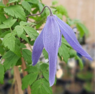 Clematis alpina Blue Dancer 3 Litre
