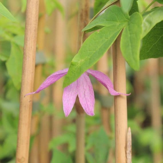Clematis alpina Constance 3 Litre