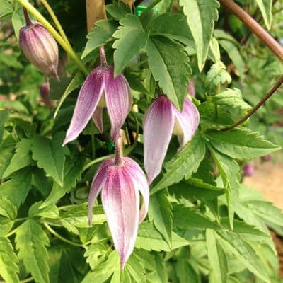 Clematis alpina Pink Flamingo 3 Litre