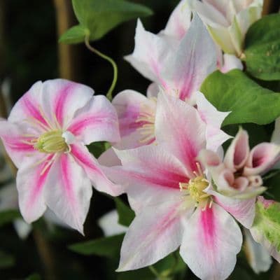 Clematis Andromeda 3 Litre