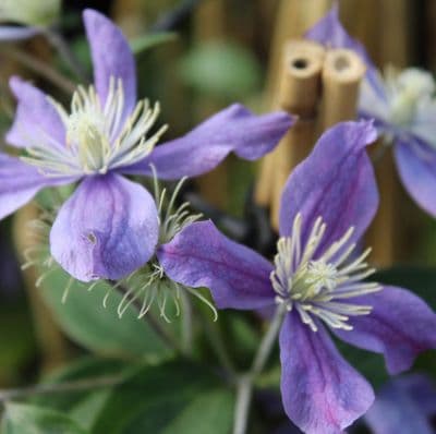 Clematis Arabella 3 Litre