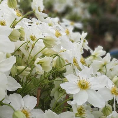 Clematis Avalanche Blaaval 3 Litre