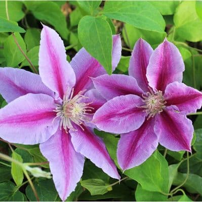 Clematis Bee's Jubilee