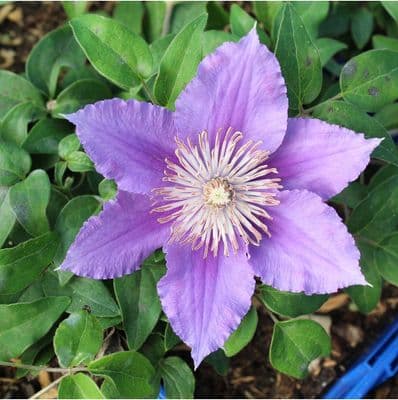 Clematis Bijou 3 Litre