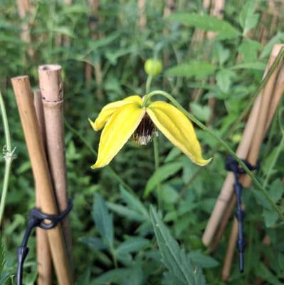 Clematis Bill Mackenzie 3 Litre