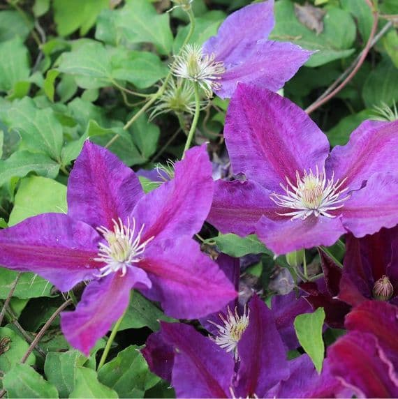 Clematis Black Tea 3 Litre