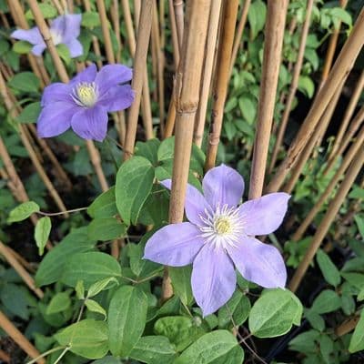 Clematis Blue Eyes 3 Litre