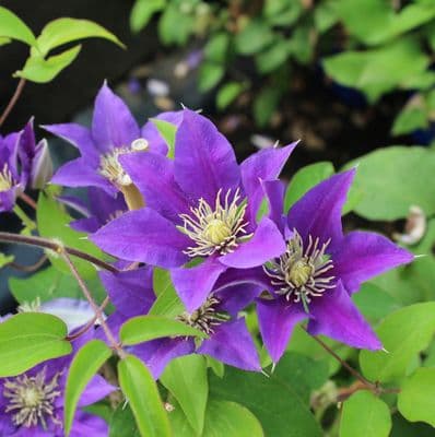 Clematis Boulevard Olympia 3 Litre