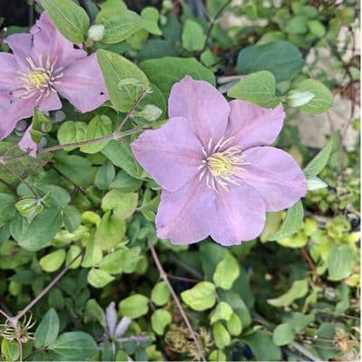 Clematis Boulevard Pompeii 3 Litre